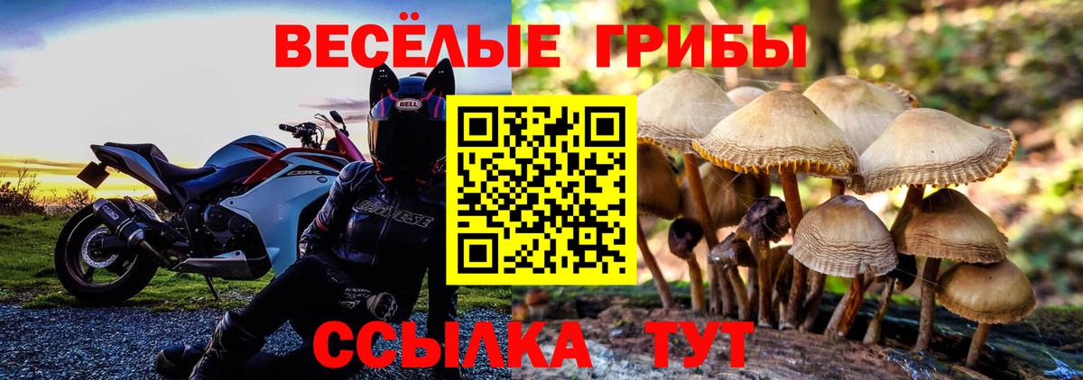 Псилоцибиновые грибы мицелий Алейск