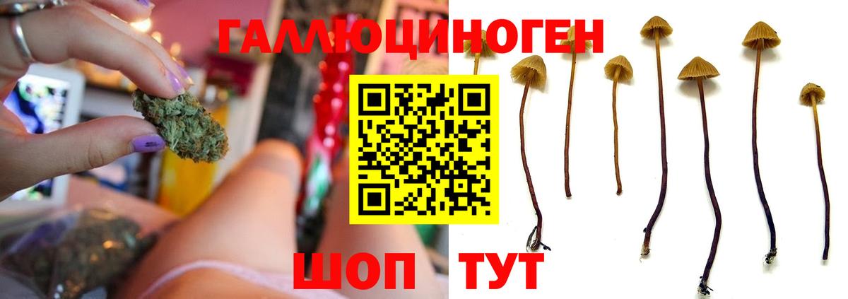Алейск  Псилоцибиновые грибы Psilocybe  Вход с VPN 