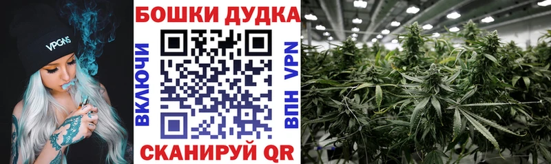 Бошки Шишки планчик Алейск